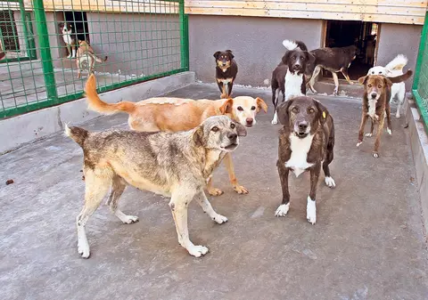 Haos în gestionarea câinilor fără stăpân! Ce se va întâmpla cu maidanezii?