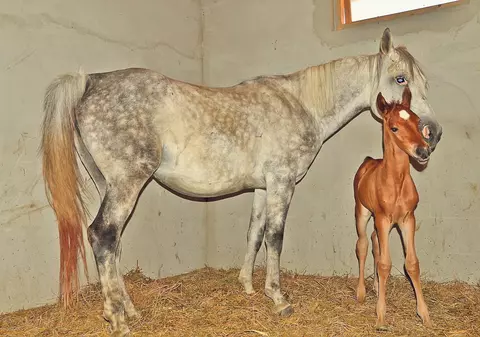 Creşa animalelor | La Centrul Muzeal de Ştiinţe ale Naturii din Constanţa s-au născut mulţi pui