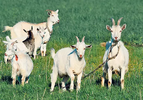 Rămân fără bani de mâncare pentru că... le-a fătat capra prea mulţi iezi