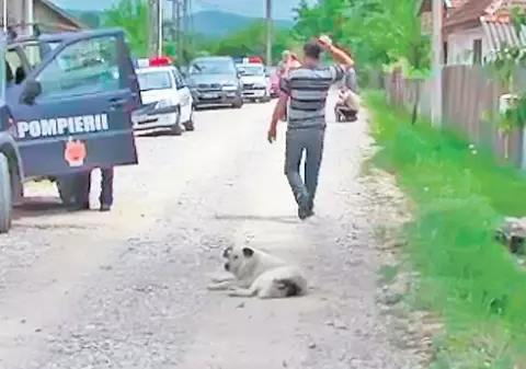 Un câine a zăcut o zi în drum pentru că stăpânul lui s-a sinucis