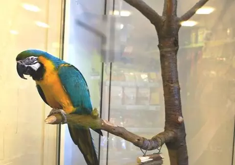 ULUITOR! Un PAPAGAL, subiectul unei ANCHETE a poliţiştilor bucureşteni