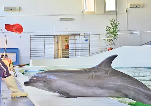 La un pas să lase delfinii fără peşte