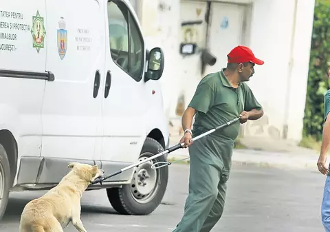 Hingherii, bătuţi noaptea ca să elibereze câinii