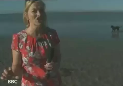 ASTA este FAZA ZILEI! Ce face un CĂŢEL în timp ce o REPORTERIŢĂ prezintă VREMEA! | VIDEO