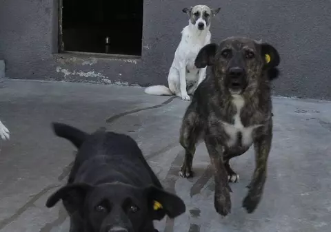 Doi bărbaţi au fost răniţi grav din cauza unui câine