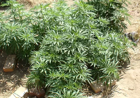 Plantaţie de canabis în Prahova, lângă Autostrada A3