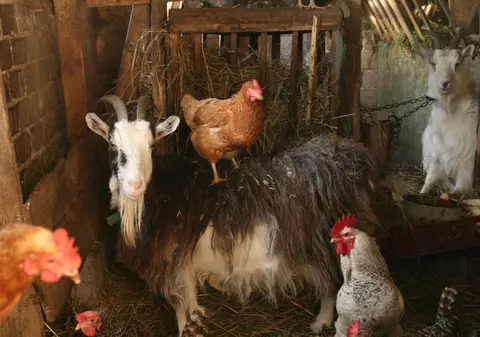 A SALVAT CAPRA de la înec, dar A CĂZUT ÎN FÂNTÂNĂ