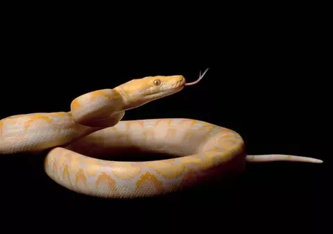 Au vrut să-şi DISTREZE COPILUL şi au AJUNS la SPITAL. O FETIŢĂ din Satu Mare a fost muşcată de un PITON, la CIRC