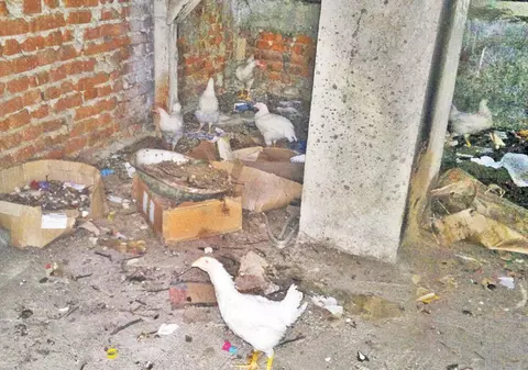 Şi-a făcut poiată în podul blocului