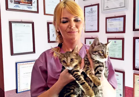 Pisicile «de oţel», numai bune de adoptat