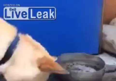 SCENE EMOŢIONANTE! În loc să MĂNÂNCE PEŞTII, CÂINELE ACESTA încearcă SĂ ÎI SALVEZE! VIDEO