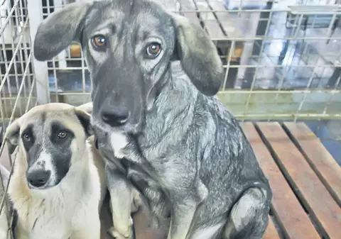 Angajaţii adăposturilor de CÂINI fără stăpân, AMENDAŢI pentru MALTRATAREA animalelor