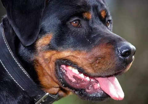 Ucis de câini la locul de muncă?