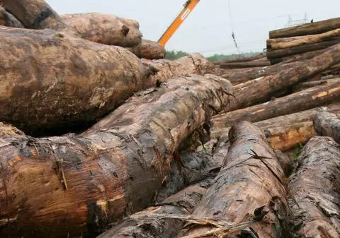 Amenzi uriașe pentru operațiuni ilegale cu material lemnos. Poliția a deschis sute de dosare penale