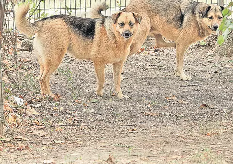 16.000 de maidanezi, eutanasiaţi în Capitală