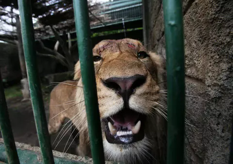Face painting, ateliere şi CONCURSURI speciale de Ziua Internaţională a Grădinilor Zoologice şi Parcurilor, la ZOO Bucureşti
