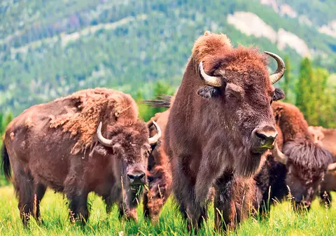 Dezastru la cea mai mare fermă de bizoni din Europa. Mor pe capete