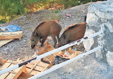 Noi avem urşi, dar turcii au mistreţi-gunoieri! FOTO