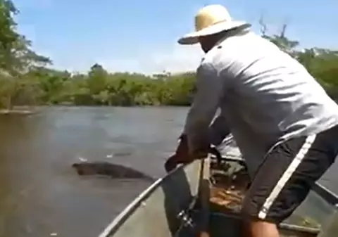 Curaj nebunesc! A prins de coadă un șarpe anaconda gigantic | VIDEO 