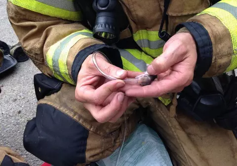 Pui de hamster resuscitat de pompieri, după ce a fost salvat din incendiu | FOTO