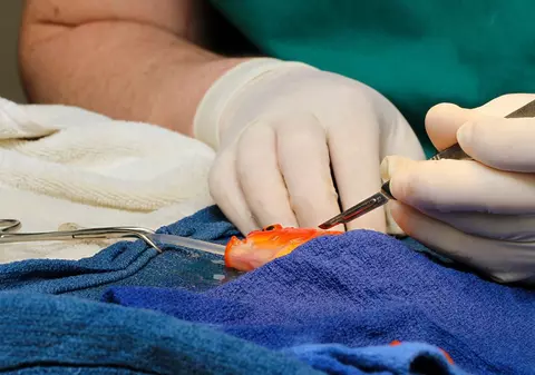 Peştişor auriu operat pentru îndepărtarea unei tumori | FOTO