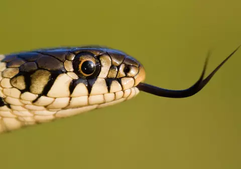 Șapte oameni, mușcați de șerpi în județul Suceava. Printre victime este și un copil de 9 ani