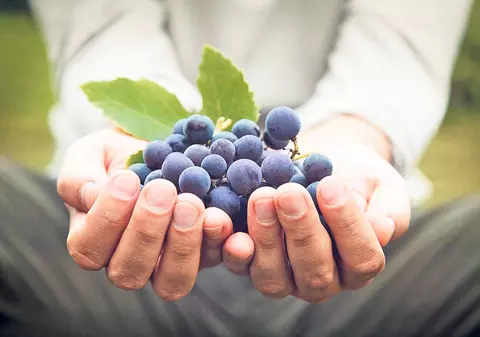 Alimentele mov, bune pentru sănătate