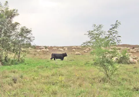 Turma s-a scăpat singură! În jur de 50 de vaci au evadat şi îi terorizează pe localnicii dintr-un sat mehedinţean