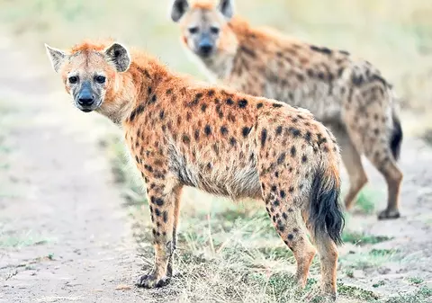 S-au chinuit 4 ani să împerecheze doi masculi