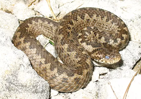 Un bărbat A TRĂIT POVESTEA BIBLICĂ: muşcat de ŞARPE, în timp ce CULEGEA MERE