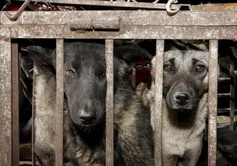 ATENȚIE, INTERZIS PERSOANELOR SENSIBILE! Cum se gătesc ”câinii presați”, care se mănâncă în China