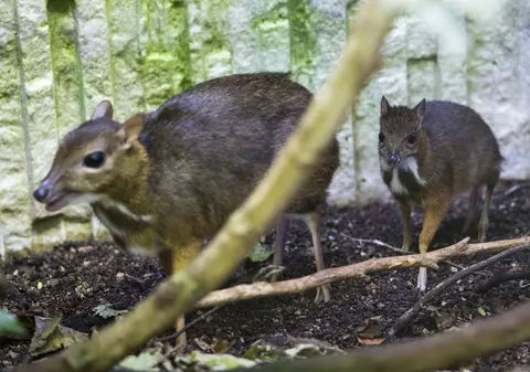CUTREMURĂTOR! Animalele de la Zoo Zurich, omorâte și servite la restaurant