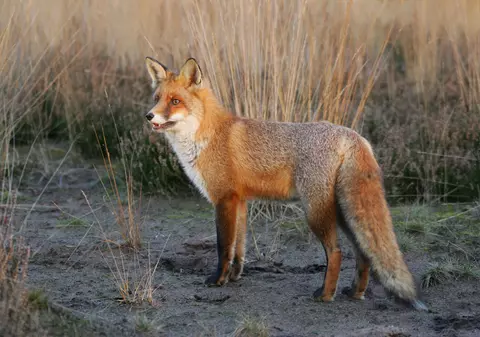 Începe campania de vaccinare a vulpilor