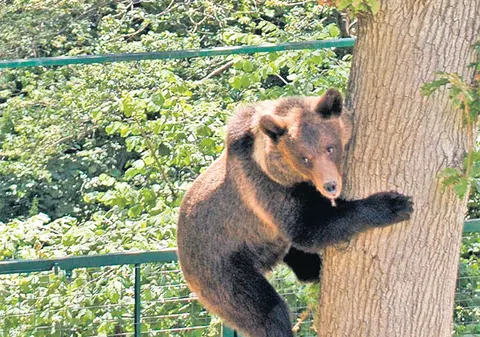 Ursul tomberonist, salvat în ultimul moment de la moarte | FOTO