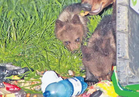 Mor de foame! Lipsa hranei a dus la creşterea numărului de atacuri ale urşilor