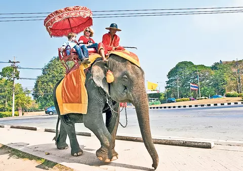 Un elefant excitat a fugit cu două turiste!