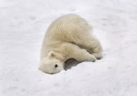 NOI SPECII DE ANIMALE PROTEJATE