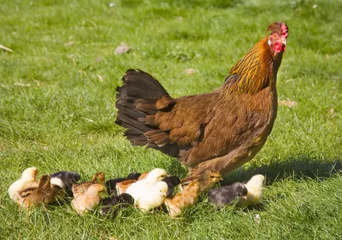 GRIPĂ AVIARĂ, ÎN EUROPA! Nou focar, descoperit ÎN OLANDA