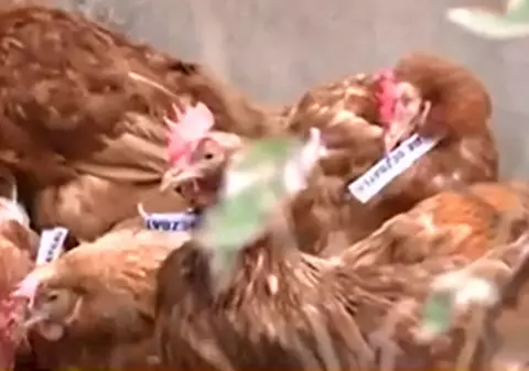 Sediul ACL Din Bucureşti, atacat cu găini cu bilețele la gât pe care scrie ”Eu sunt Iohannis” și "Mi-e frică de dezbatere" | VIDEO