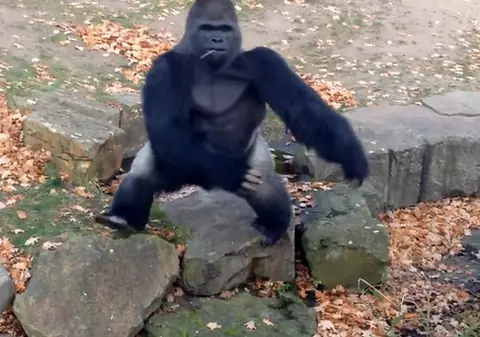 De ce nu e bine să superi o gorilă? Ei au aflat pe pielea lor! VIDEO