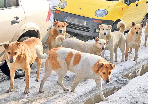 Castrările intră-n prelungiri