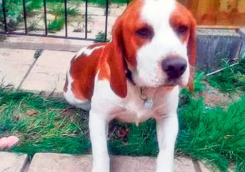 Un căţel din rasa Beagle îşi aşteaptă de şapte luni fratele pierdut la poartă