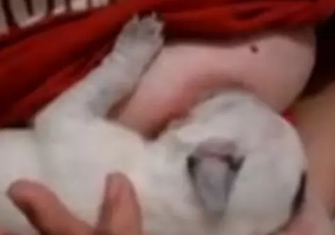 MAMĂ SUROGAT pentru CĂȚEI. IMAGINILE cu femei care alăptează animale au ORIPILAT internauții | VIDEO