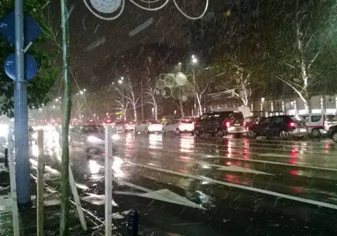 Cod galben de burniță și polei