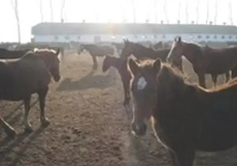 CHILIPIR! Caii PUR SÂNGE de la Herghelia Mangalia, vânduți LA PREȚ DE MÂRȚOAGĂ