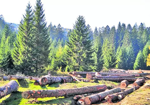 Exporţi buşteni? Rişti să faci închisoare