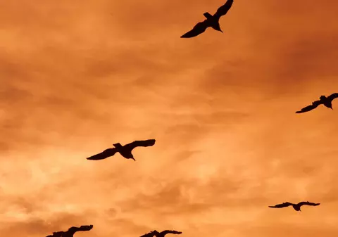 EXPLICAȚIE ȘTIINȚIFICĂ. De ce sunt AGITATE PĂSĂRILE înainte de FURTUNĂ