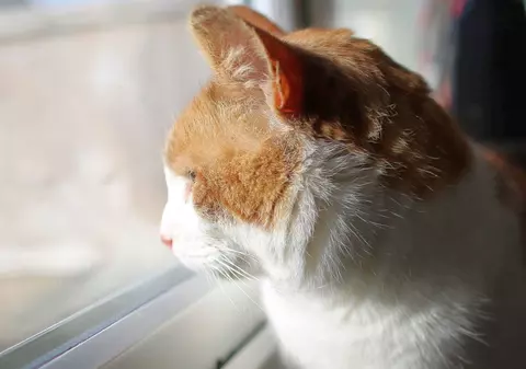 Magazin de pește, atacat de un hoț cu blană! Nu e de râs, că paguba e mare | VIDEO 