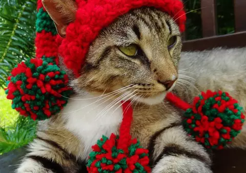 Ce cadou de Crăciun îşi doreşte pisica ta? Uite aici câteva sugestii! FOTO