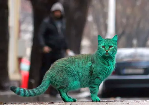 Misterioasa pisică verde din Bulgaria | FOTO